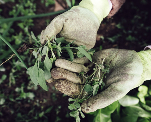 gants tenant mauvaises herbes
