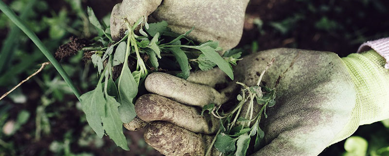 gants tenant mauvaises herbes