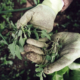 gants tenant mauvaises herbes
