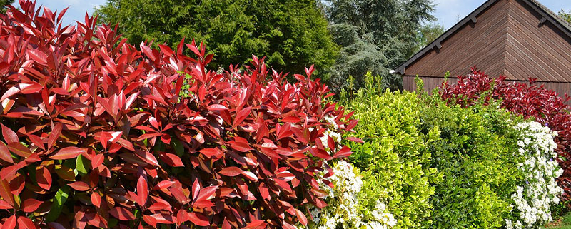 haies de diverses couleurs