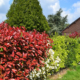 haies de diverses couleurs