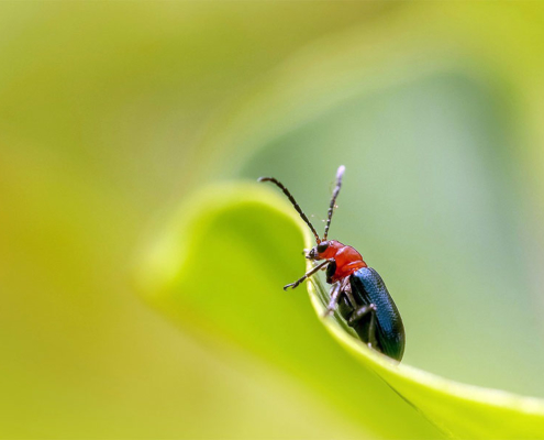 insecte sur plante