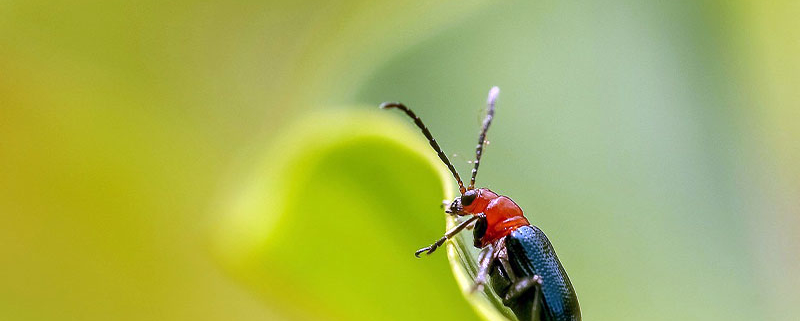 insecte sur plante