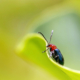 insecte sur plante